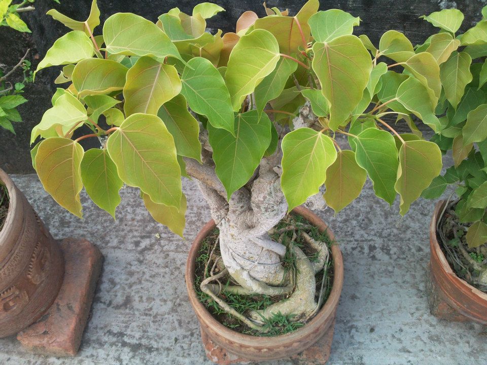 Collection of bonsai tree large image 0