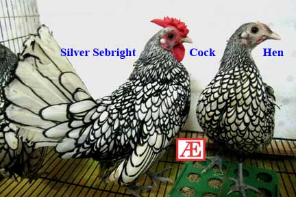 Silver Sebright Hen Pure Breed large image 0