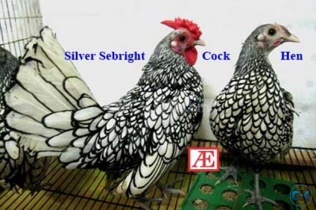 Pure Breed Silver Sebright large image 0