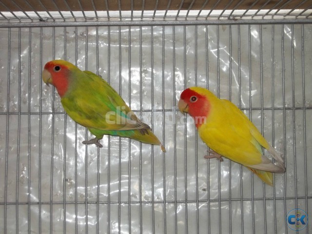 Lovebird breeding pair urgent sell  large image 0