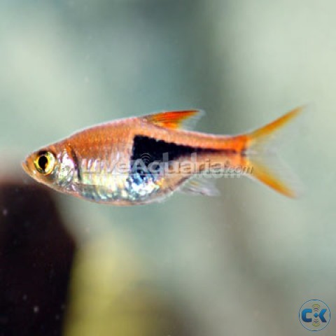 Harlequin Rasbora female Fighter Fish for sell large image 0