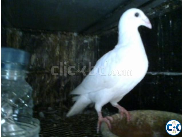 Pigeon White beauty homa big size--Neel porer 1 piece  large image 0