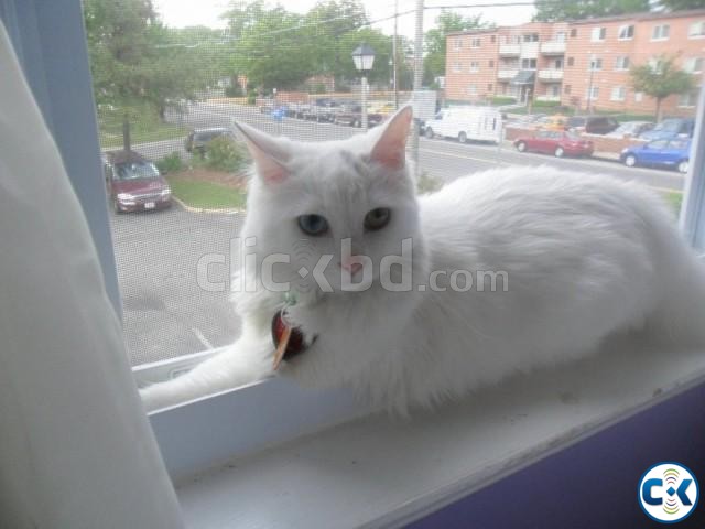 Turkish Angora Kitten large image 0