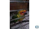 Sunconure hand tamed baby available.
