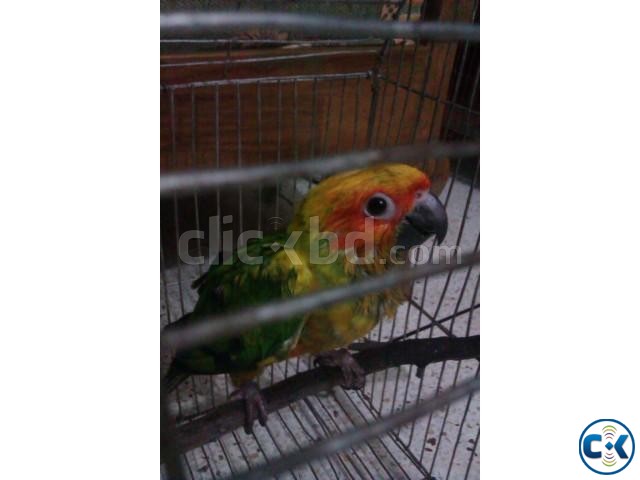Sunconure hand tamed baby available. large image 0