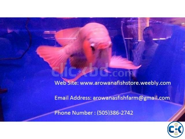 Top Quality super red arowanas fish and many other large image 0