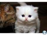Class Clean White Teacup Persian Kittens for good homes