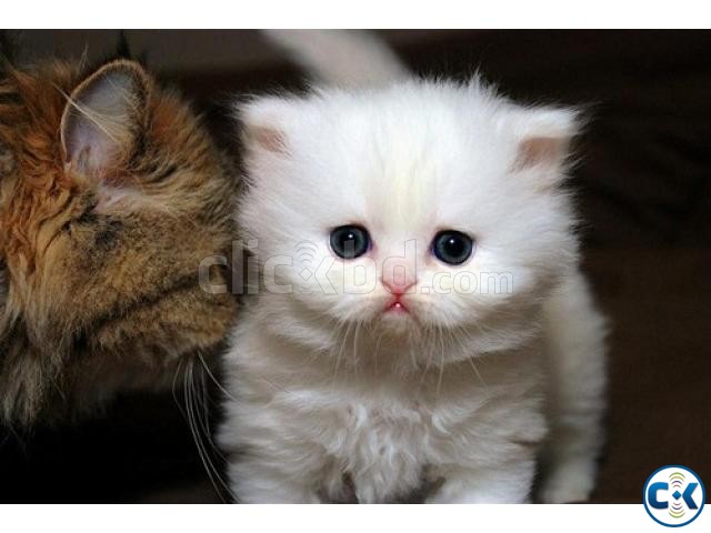 Class Clean White Teacup Persian Kittens for good homes large image 0