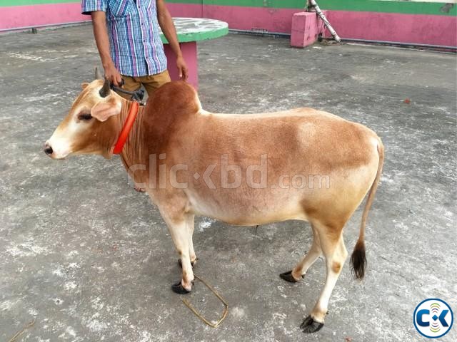 Bhuti cow ভুট্টি গরু for Sale large image 0