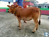 Bhutti Cow ভুট্টি গরু for sale