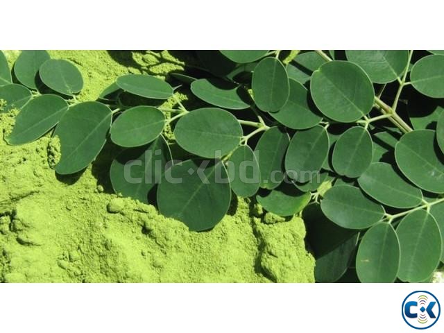 100 Pure Organic Moringa Oleifera Leaf Powder large image 0