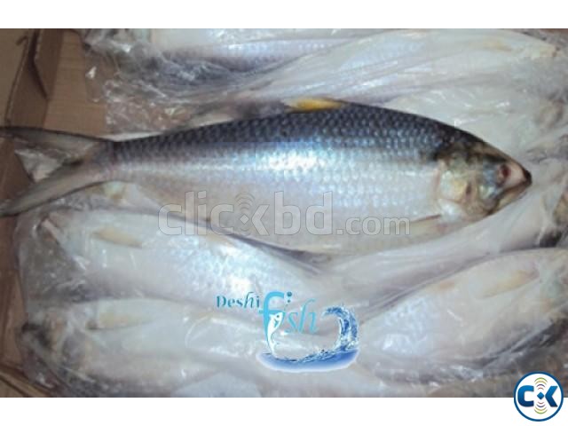 Export Quality Hilsha Fish large image 0