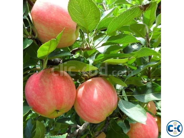 Apple Fruit Plant large image 0