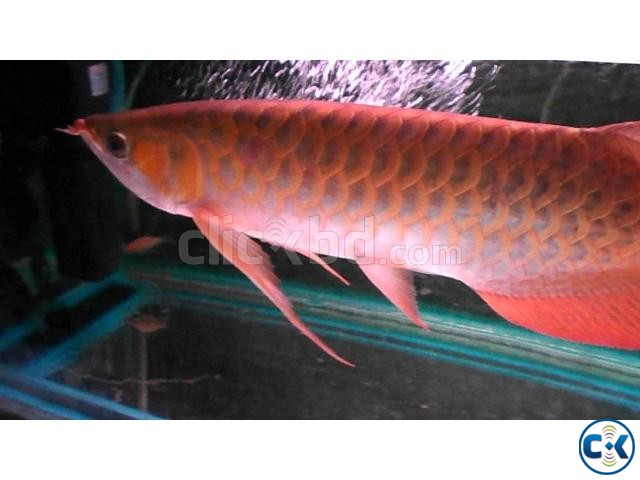 Supply Quality Arowana Fishes Of All Breed large image 0