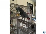 African Grey Congo Parrots and birds eggs for sale