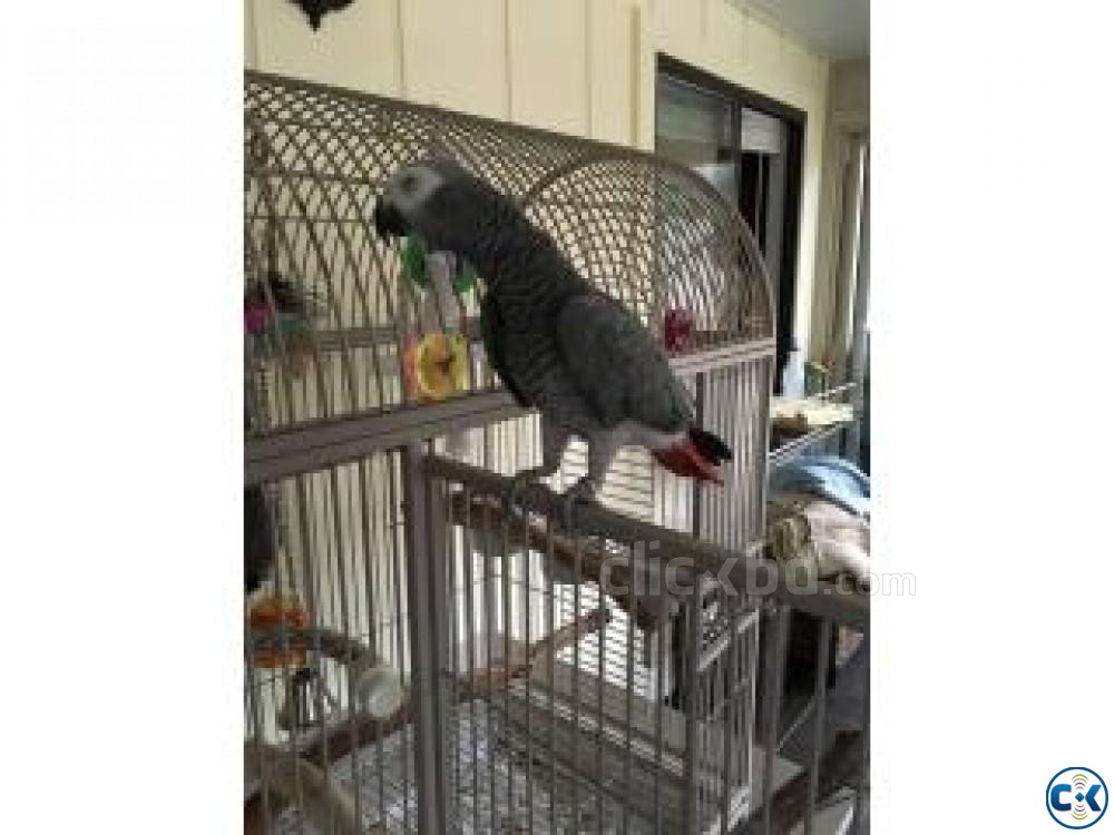 African Grey Congo Parrots and birds eggs for sale large image 0