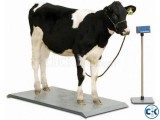 Cow weight Scale