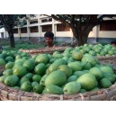 Original Mango from Rajshahi Chapainawabganj large image 0