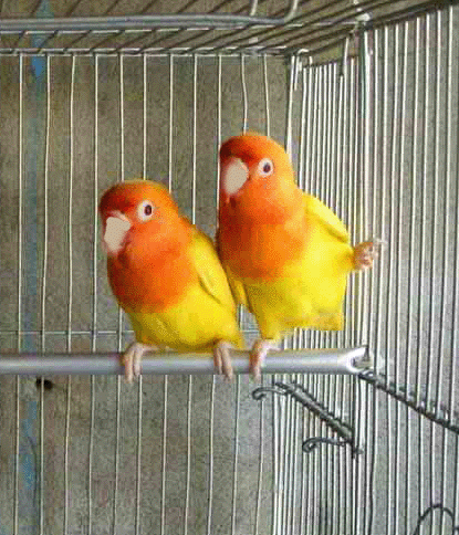 Lutino Fischer breeding pair lovebird large image 0