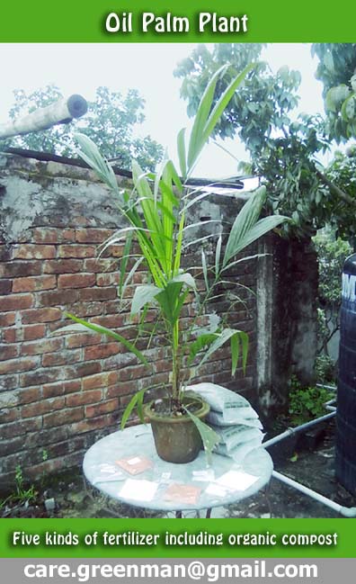 Palm Oil Tree Plant in Bangladesh 01717671667 large image 0