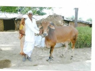 khuda ka nayab thoffa moon bull for sale