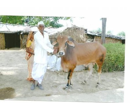 khuda ka nayab thoffa moon bull for sale large image 0