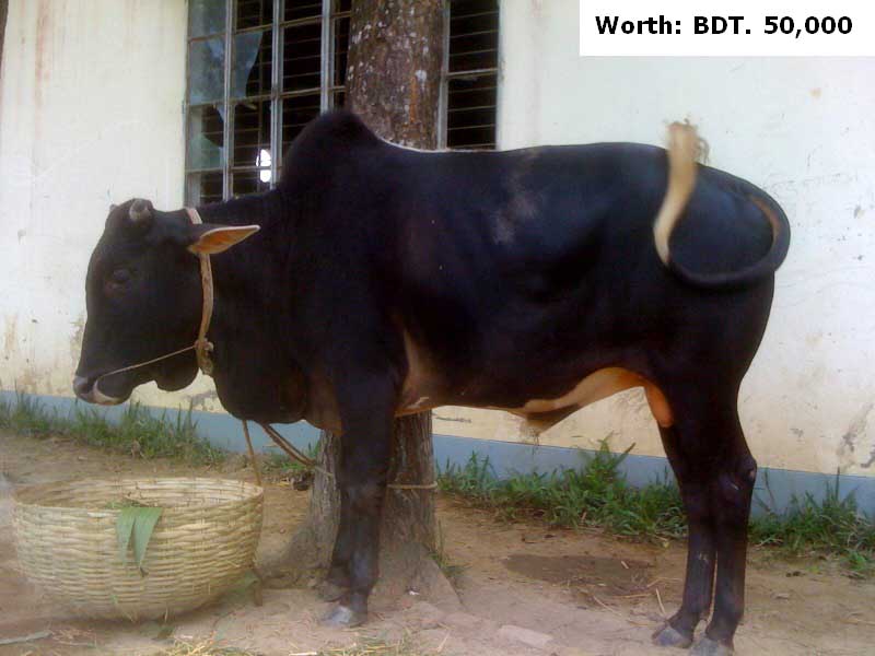 Deshi Cows for Eid ul Adha large image 0