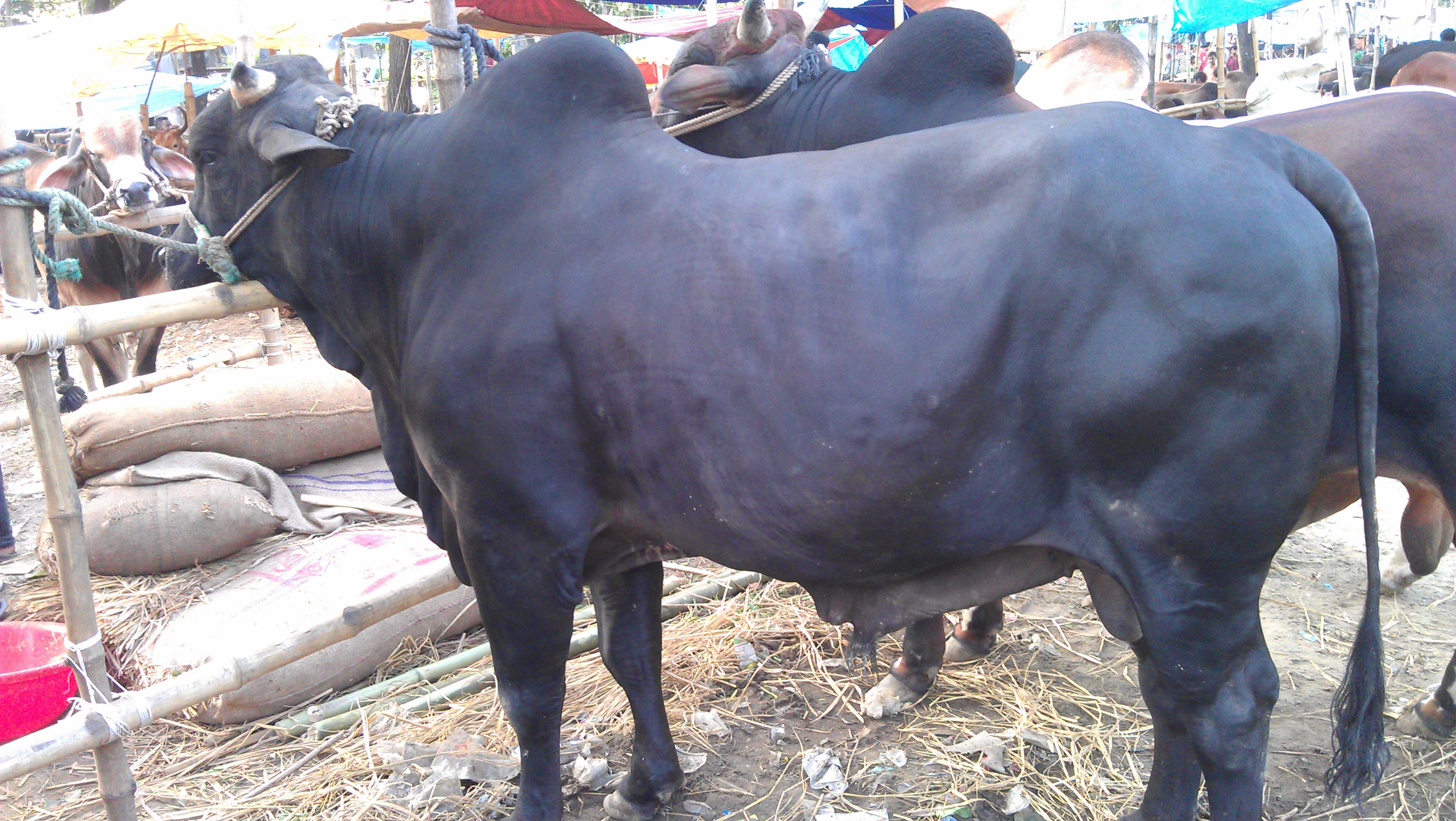 Cow FOR KURBANI EID large image 0