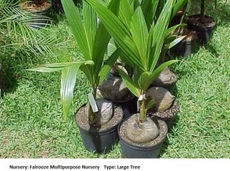 Coconut Tree Plant
