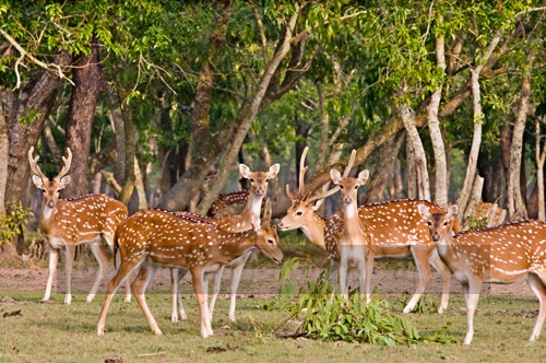 Dhaka- Sundarban- Dhaka large image 0