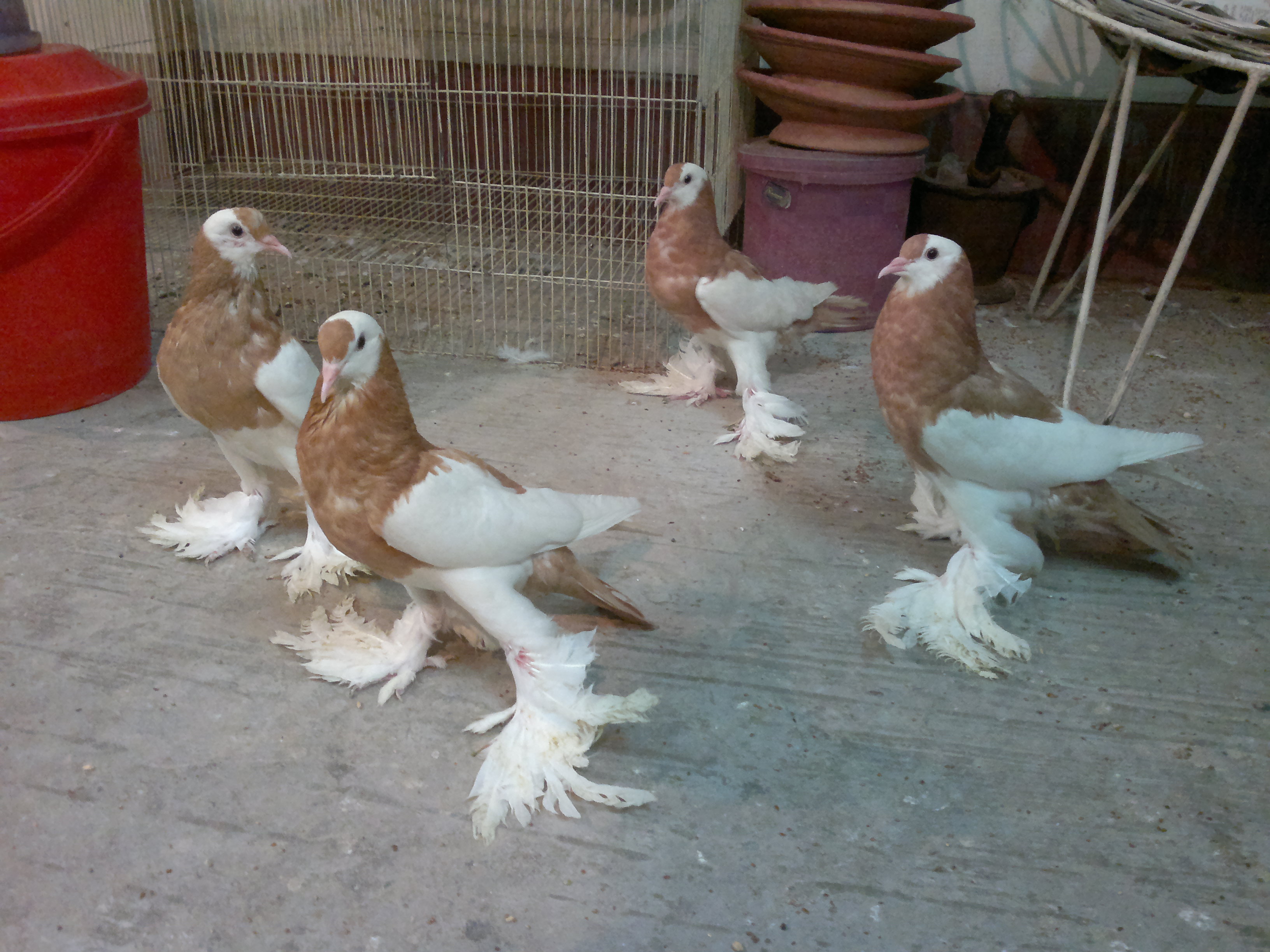 2 pairs of Yellow Magpie Pouter for sale.... large image 0