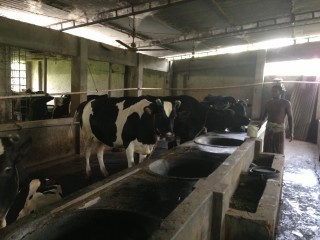 dairy farm for sale with land and cows from savar