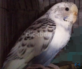 Full Adult Female Budgie Ressv. Pied 2 times bred 