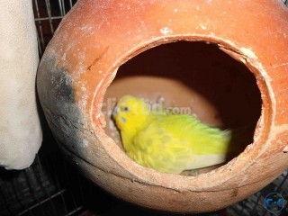 Budgerigar Pair with 2 egg with A Cage