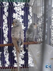 Spangle Budgerigar Pair with A Cage