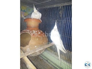 bird-cokatail-alvino