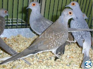 Diamond Dove Breeding Pair