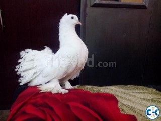 lakha pigeon