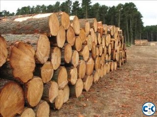 HUGE AMOUNT OF SHAGUN AND OTHER TIMBER FOR SALE