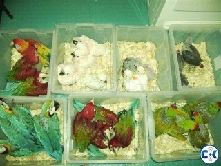 Hand Raised Baby Parrots And Parrots Eggs For Sale