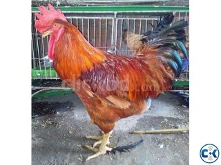 FOR SALE - BIG RED ROOSTER CRT 3
