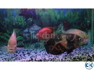 Giant 3 Tiger Oscar Fish and a Parrot Fish for Sell
