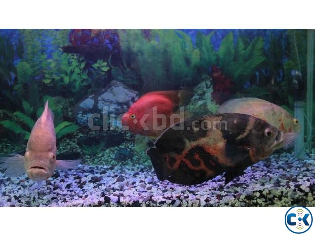 Giant 3 Tiger Oscar Fish and a Parrot Fish for Sell large image 0