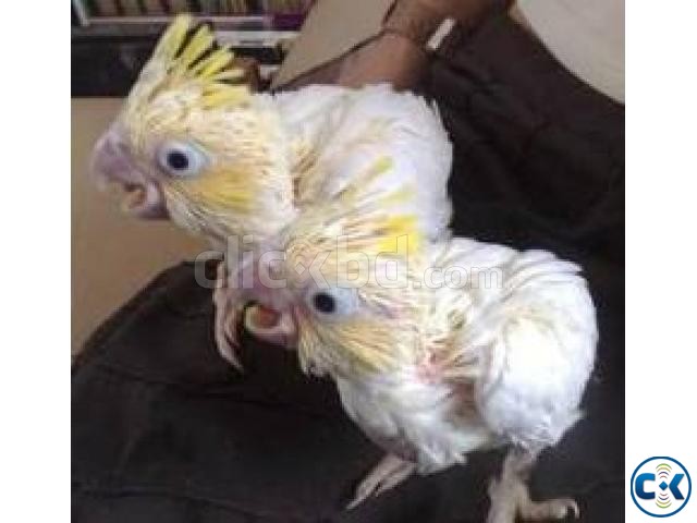 we are specialized in the breeding of birds parrots large image 0