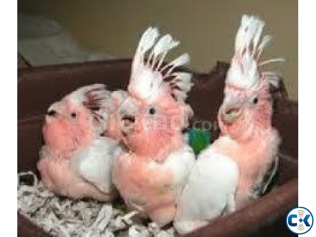 we are specialized in the breeding of birds parrots and we s large image 0