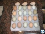 Fertile Parrot Eggs and Chicks