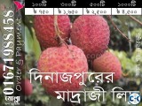 All types of best Lichu of Dinajpur