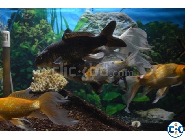 8 Koi carp 6 Gold fish Different others large image 0