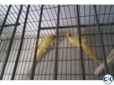 Yellow Lutino Parrot