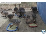 Ostrich Chicks and Guarantee Fertile Ostrich Eggs for sale.